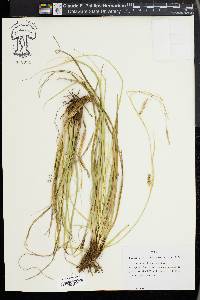 Carex cherokeensis image