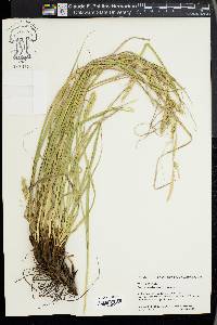 Carex cherokeensis image