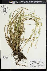 Carex cherokeensis image