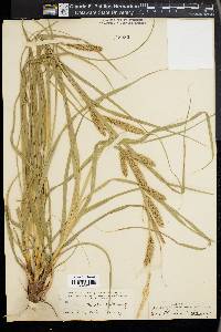 Carex cherokeensis image