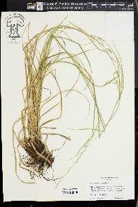 Carex cherokeensis image