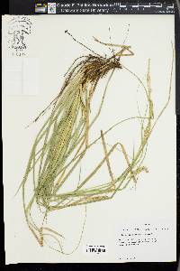 Carex cherokeensis image