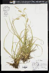 Carex cherokeensis image