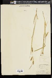 Carex cherokeensis image