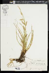 Carex cherokeensis image