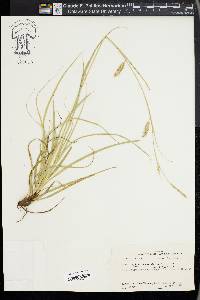 Carex cherokeensis image