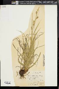 Carex cherokeensis image