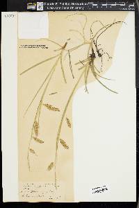 Carex cherokeensis image