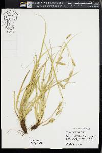 Carex cherokeensis image