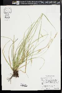 Carex cherokeensis image