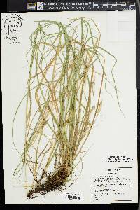 Carex cherokeensis image