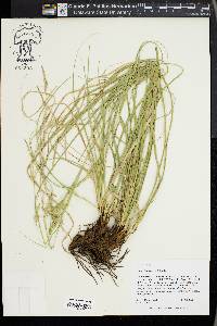 Carex cherokeensis image