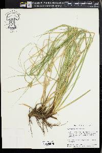 Carex cherokeensis image