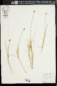 Carex chordorrhiza image