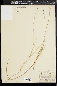 Carex chordorrhiza image