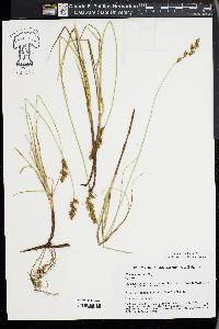 Carex colchica image