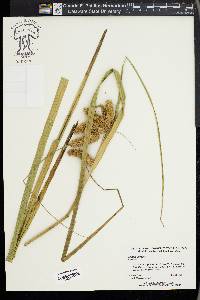 Carex comosa image