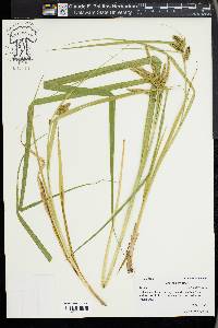 Carex comosa image