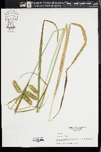 Carex comosa image