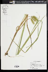 Carex comosa image