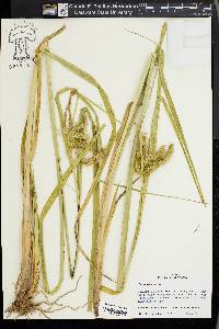 Carex comosa image