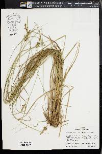 Carex complanata image