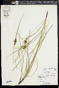 Carex complanata image