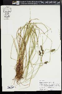 Carex complanata image