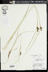 Carex complanata image