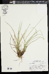 Carex complanata image