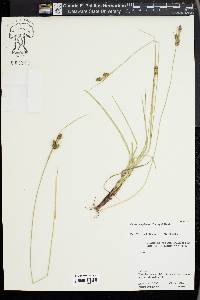 Carex complanata image