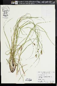 Carex complanata image