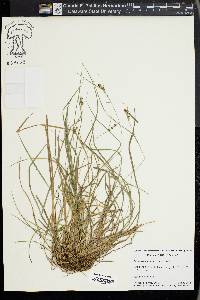 Carex complanata image