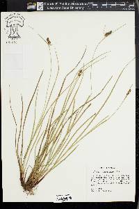 Carex complanata image