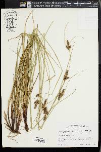 Carex complanata image