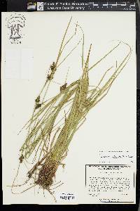 Carex complanata image