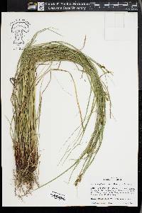 Carex complanata image