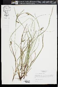 Carex complanata image