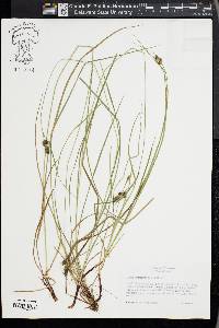 Carex complanata image