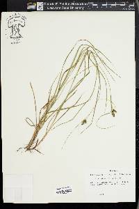 Carex complanata image