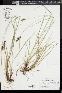 Carex complanata image