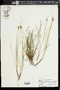 Carex complanata image
