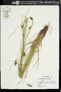 Carex complanata image