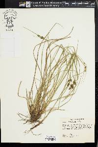 Carex complanata image