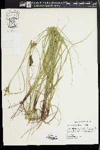 Carex complanata image