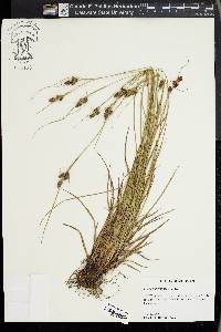 Carex complanata image