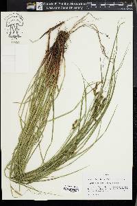 Carex complanata image