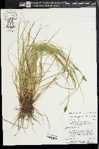 Carex complanata image