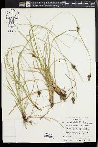 Carex complanata image