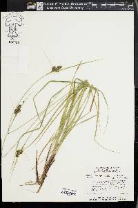 Carex complanata image